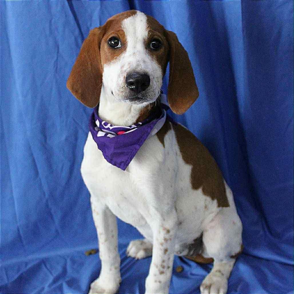 Astrid in NH! Come Meet our Adoptable Dogs Wednesday-Saturday. More info in Bio!, a ADOPTABLE mixed breed in Manchester, NH image 5/5