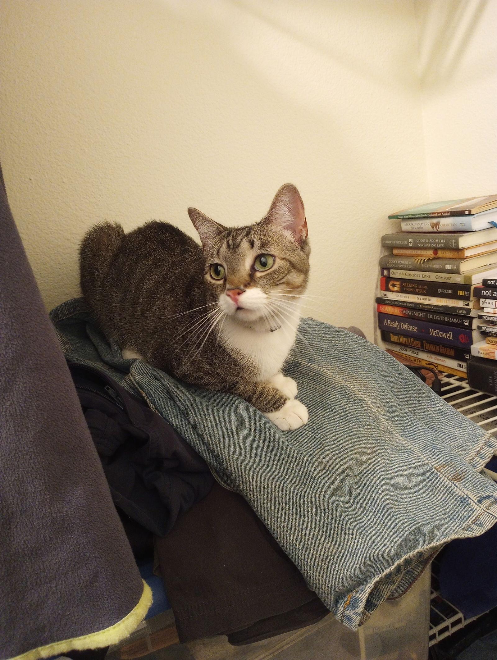 Enlarge Mariah, a Adoptable Domestic Short Hair in Naples, FL image 1/2