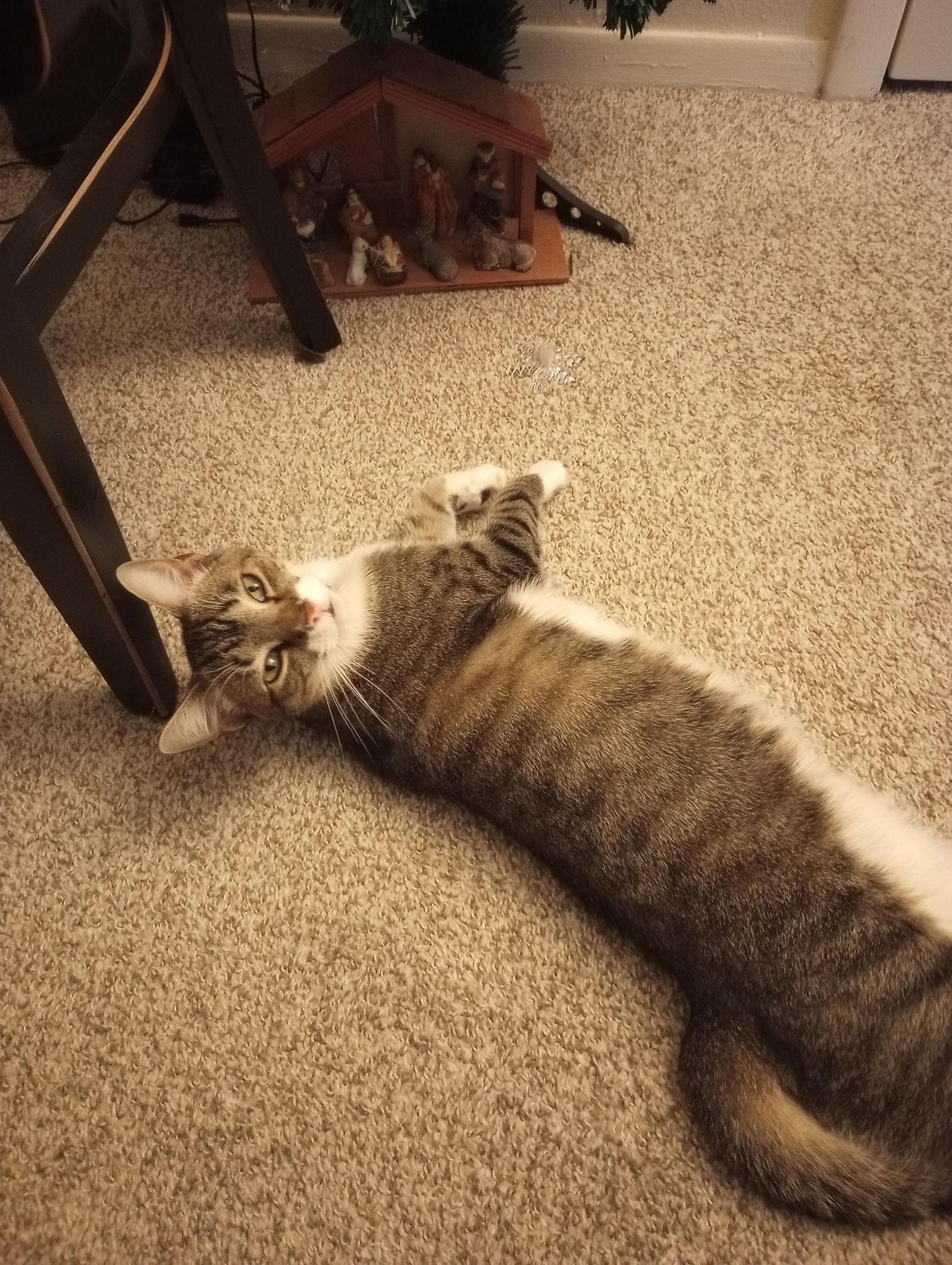 Enlarge Mariah, a Adoptable Domestic Short Hair in Naples, FL image 2/2