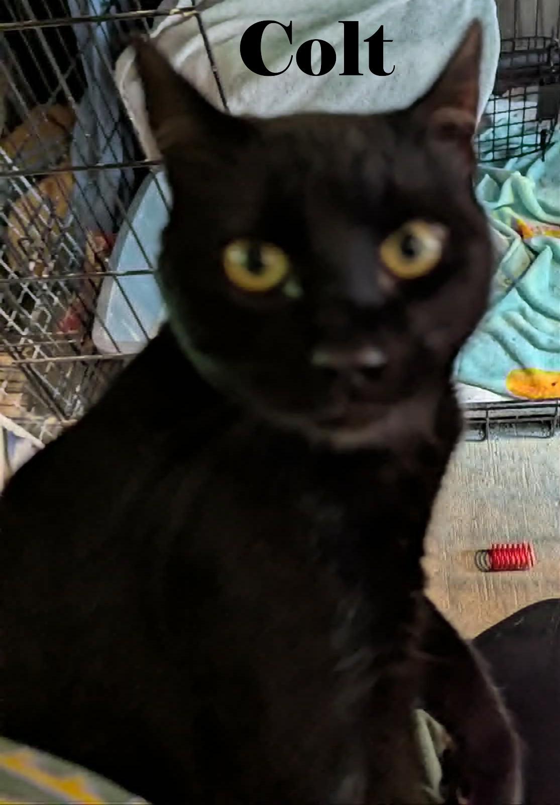 Colt, ADOPTABLE, Young Male Domestic Short Hair.