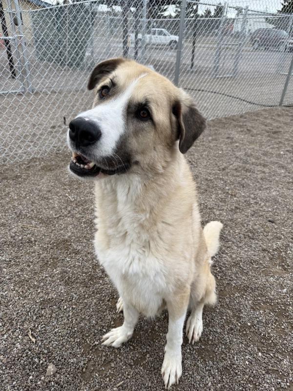Remi, Adoptable, Adult Male Anatolian Shepherd.
