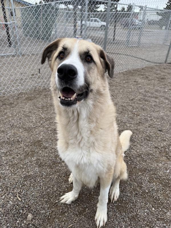 Enlarge Remi, a Adoptable mixed breed in Great Falls, MT image 2/5
