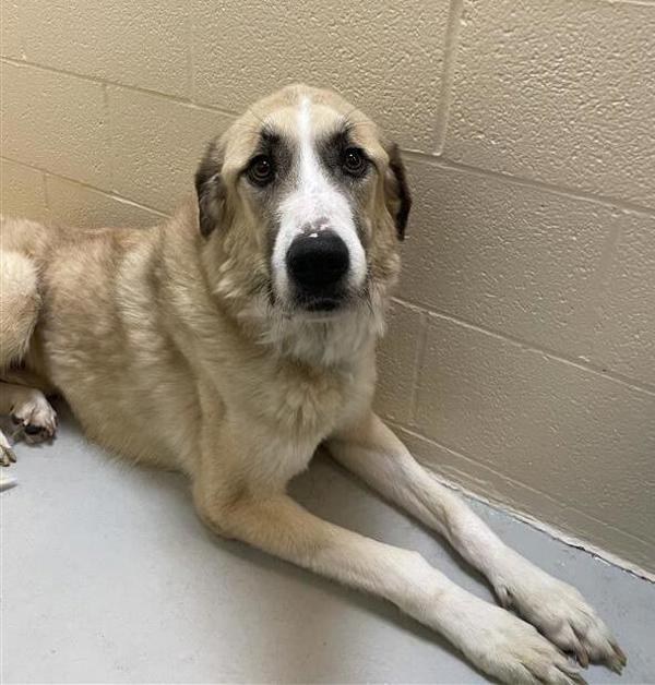 Enlarge Remi, a Adoptable mixed breed in Great Falls, MT image 3/5