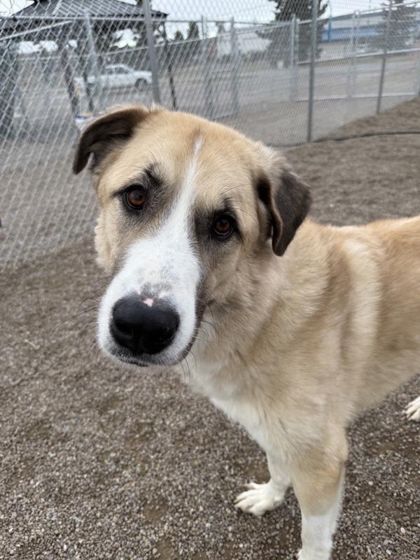 Enlarge Remi, a Adoptable mixed breed in Great Falls, MT image 4/5