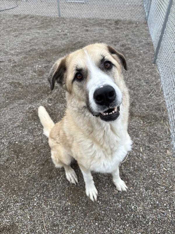 Remi, a Adoptable mixed breed in Great Falls, MT image 5/5