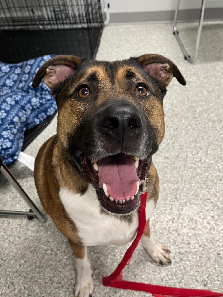 Tommy, Adopted, Adult Male Boxer & Shepherd.