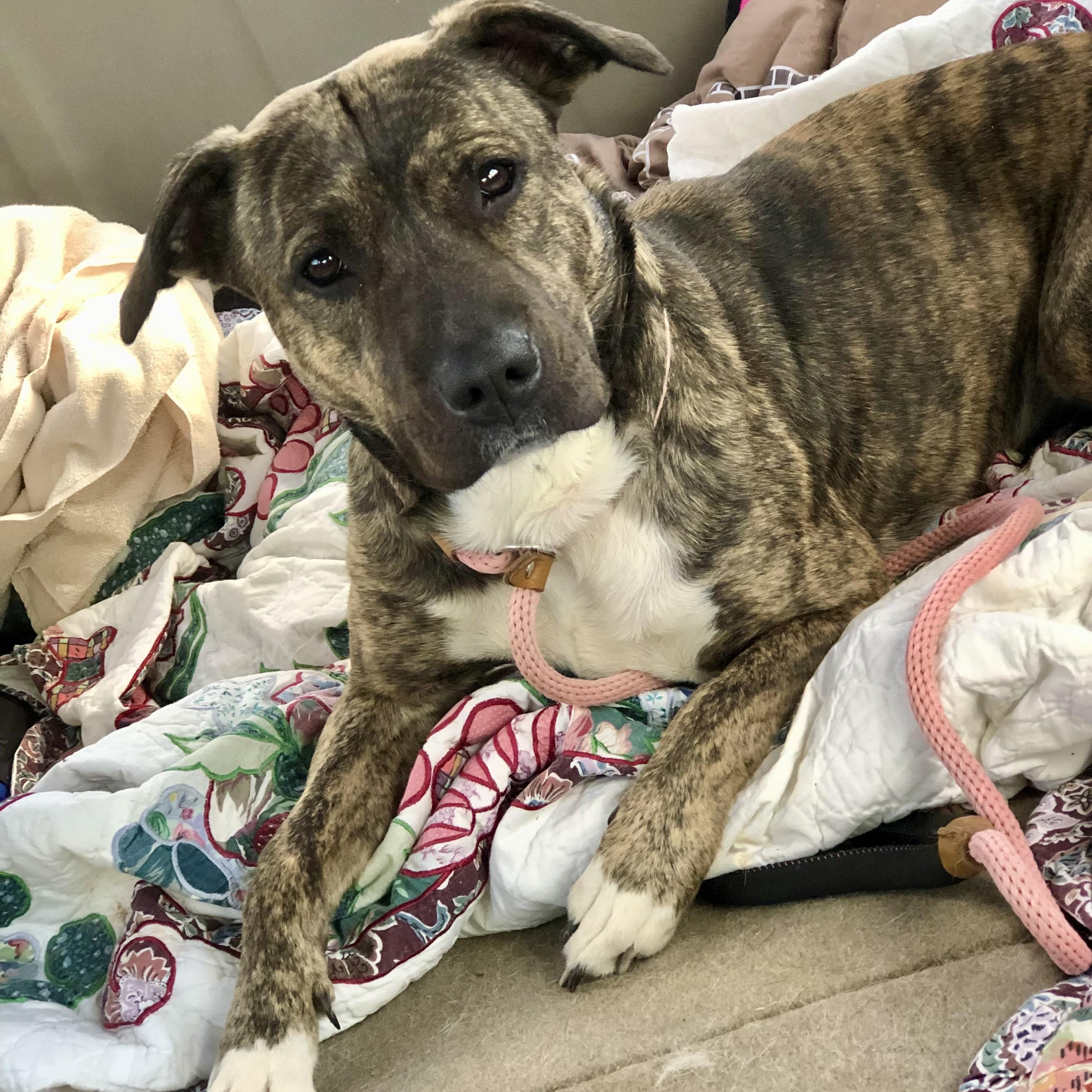 Hallie, a Adoptable Plott Hound in Sautee Nacoochee, GA image 3/6