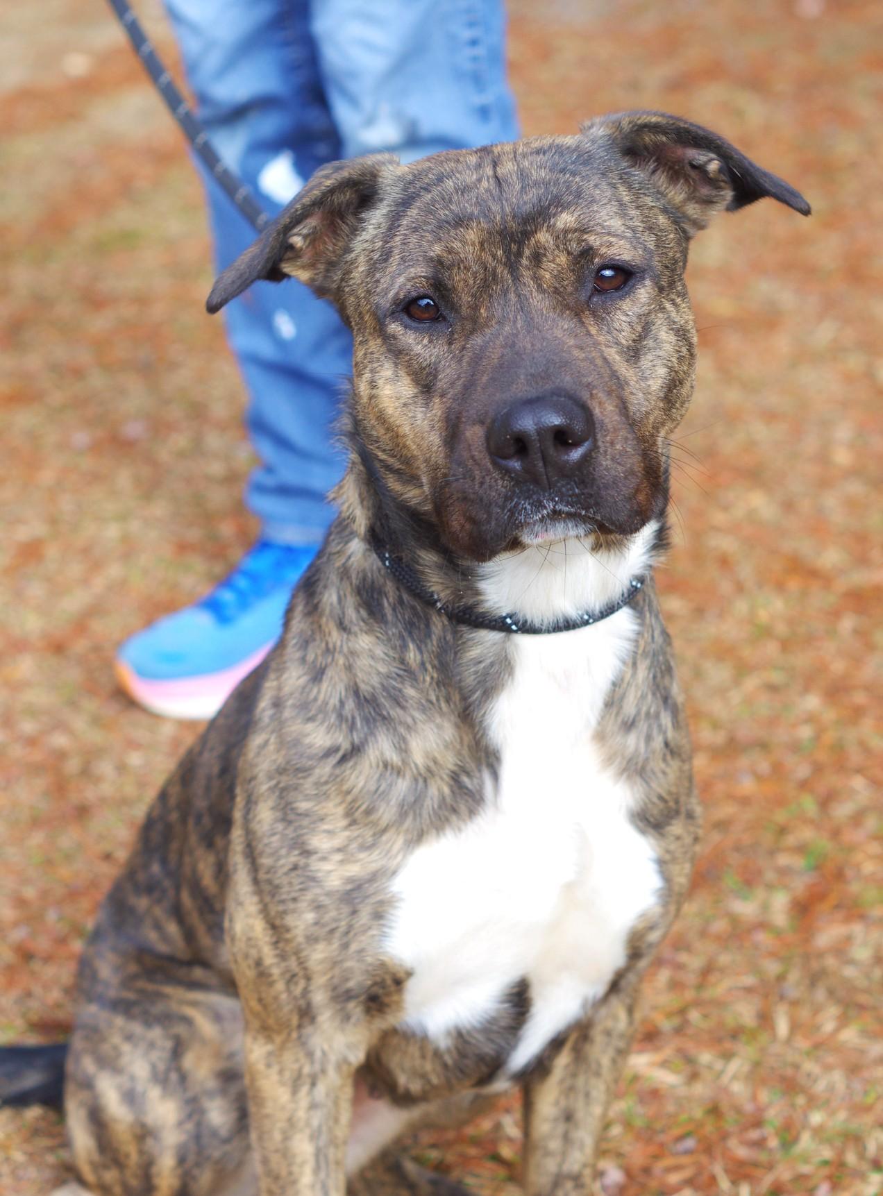 Hallie, a Adoptable Plott Hound in Sautee Nacoochee, GA image 2/6