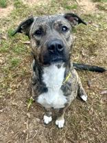 Hallie, a Adoptable Plott Hound in Sautee Nacoochee, GA image 4/6