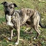 Hallie, a Adoptable Plott Hound in Sautee Nacoochee, GA image 5/6