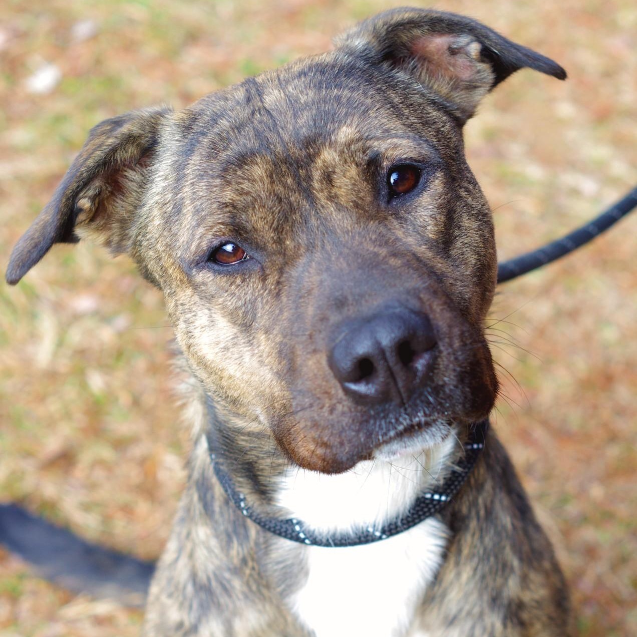 Hallie, Adult Female Plott Hound