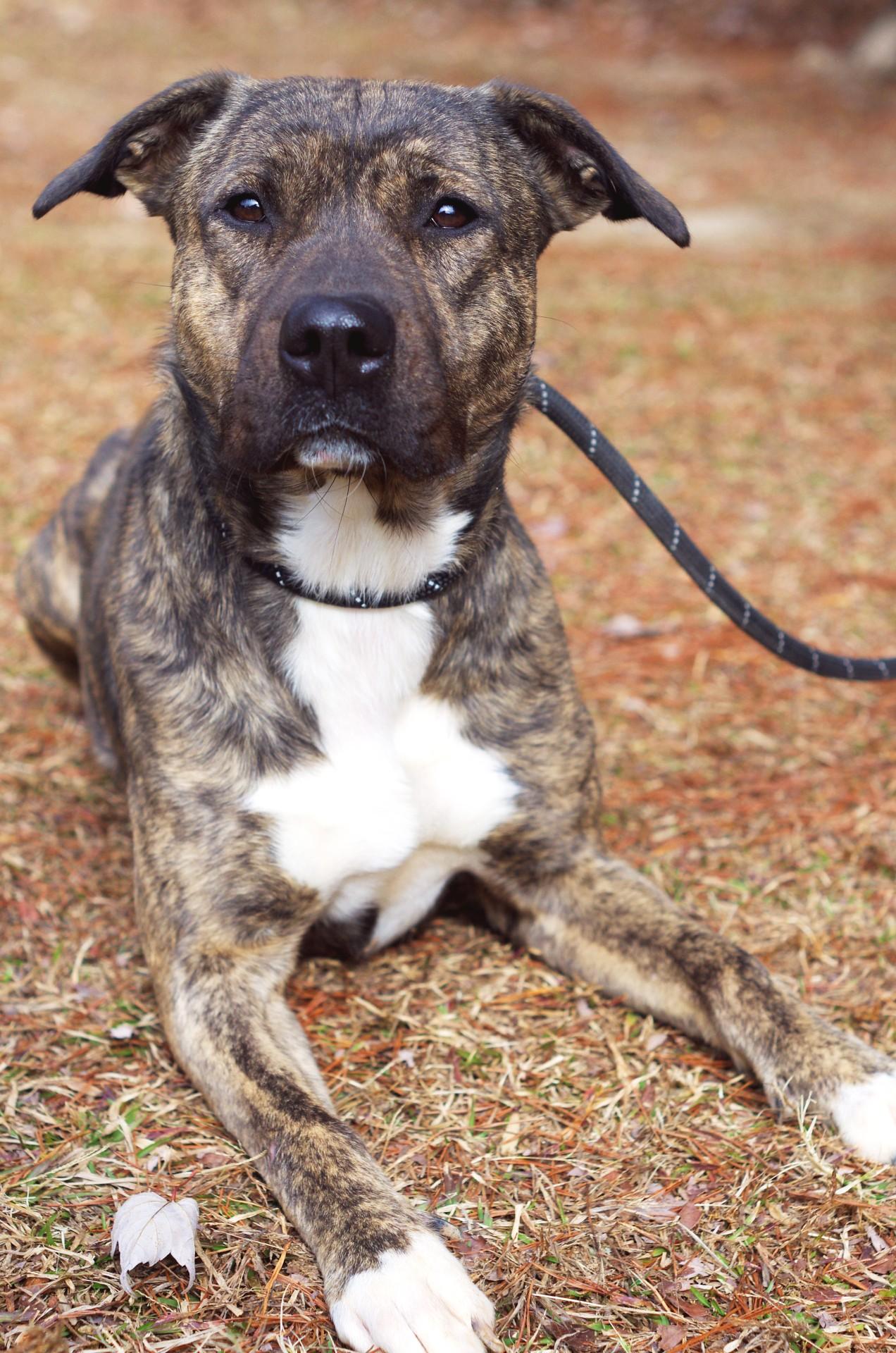 Hallie, a Adoptable Plott Hound in Sautee Nacoochee, GA image 6/6