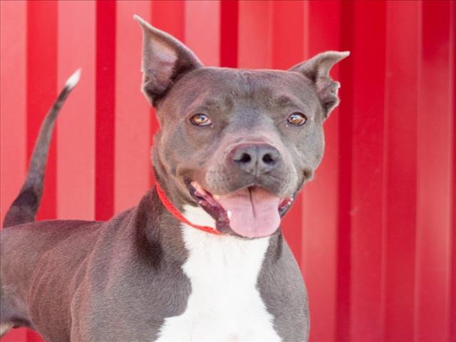 Enlarge RAYA, a Adoptable Pit Bull Terrier in Tracy, CA image 1/1