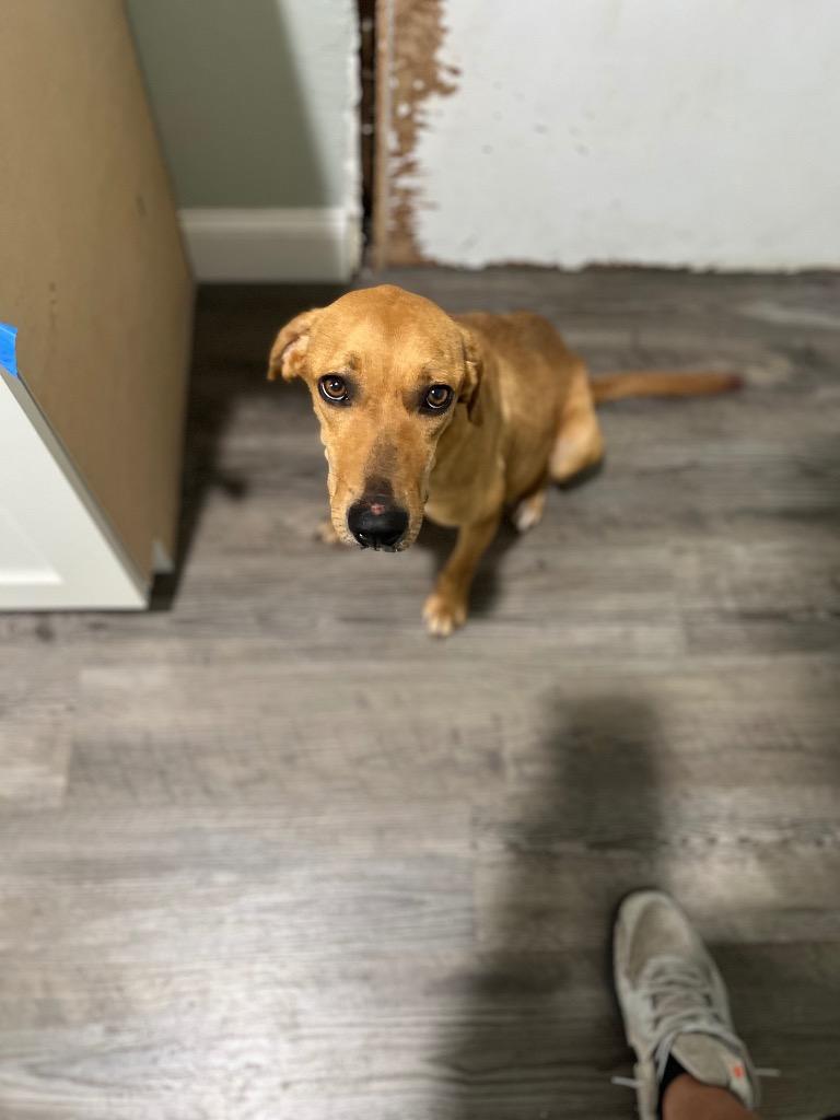 Sundance, Adoptable, Adult Female Mountain Cur & Mixed Breed.