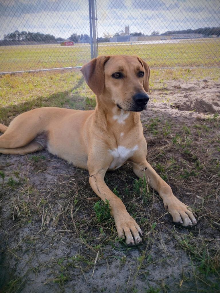 Enlarge Sundance, a Adoptable mixed breed in Labelle, FL image 1/1