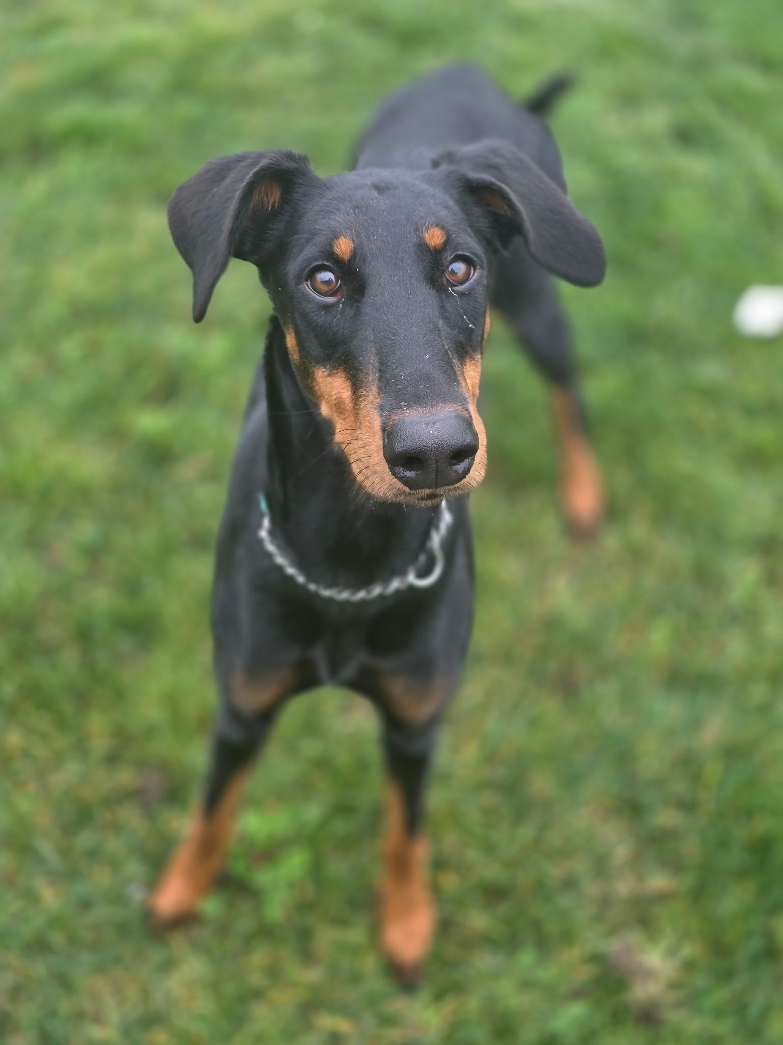 Moxie, an adopted Doberman Pinscher in Manteca, CA image 1/2