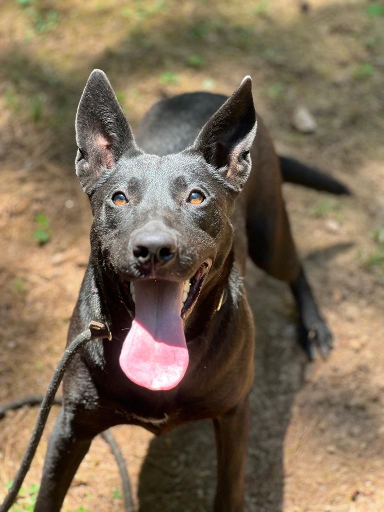 Aurora, Adoptable, Young Female German Shepherd Dog & Labrador Retriever.