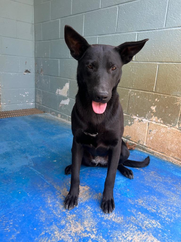 Aurora, Adoptable, Young Female German Shepherd Dog & Labrador Retriever.