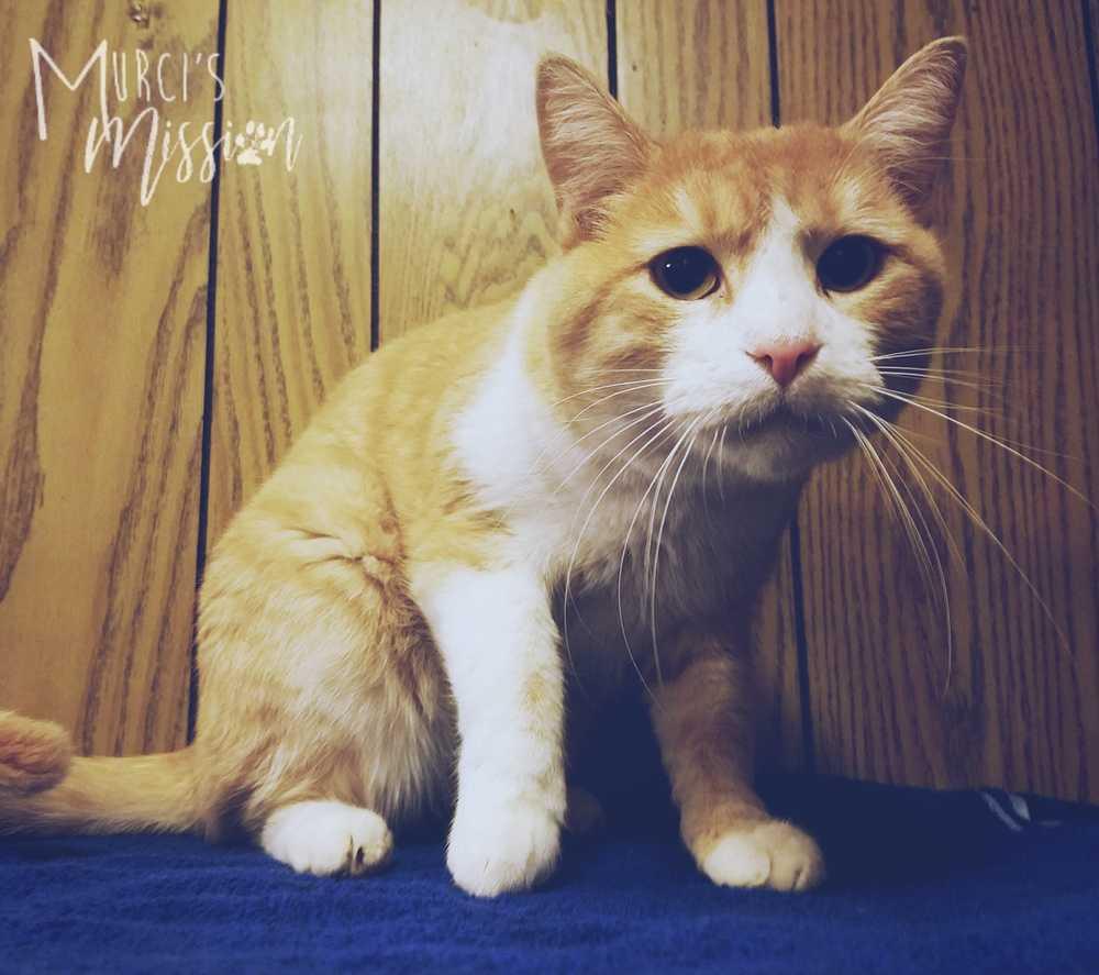 Tony, Adopted, Adult Male Domestic Short Hair.