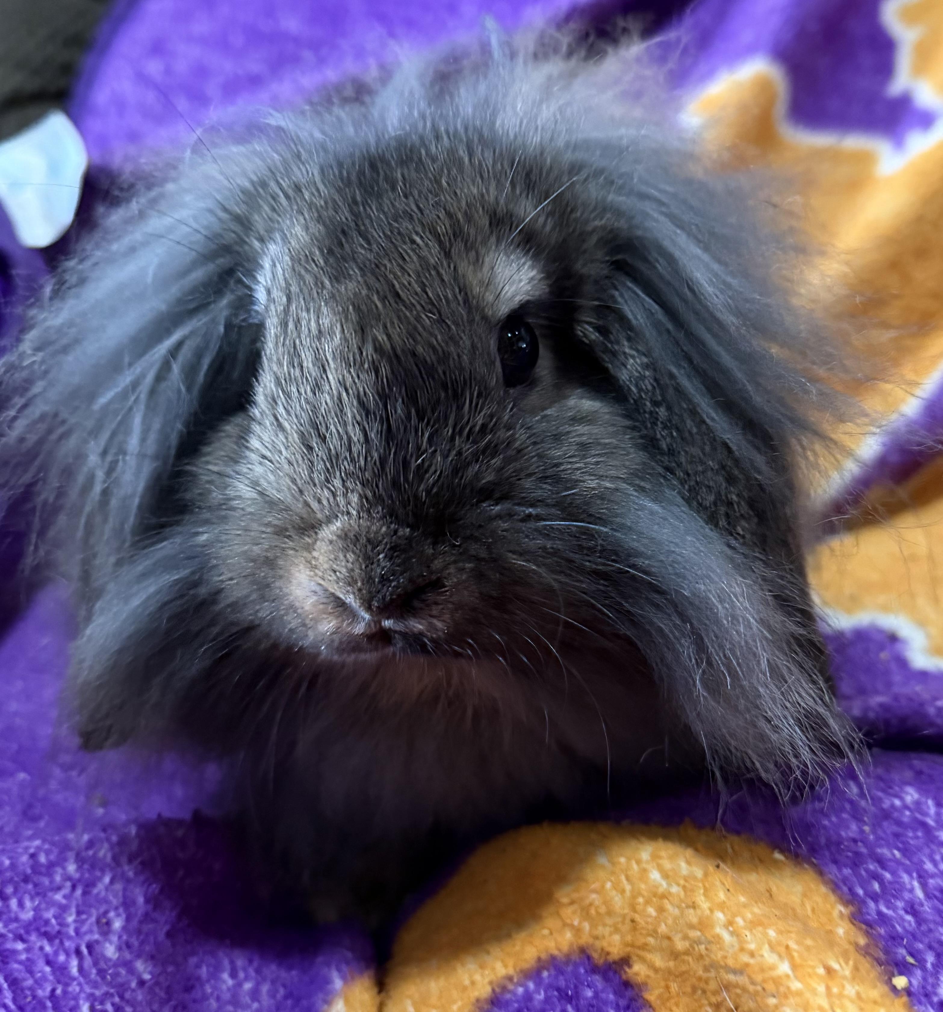 Enlarge Lopsey, a Adoptable mixed breed in Bishopville, SC image 2/3