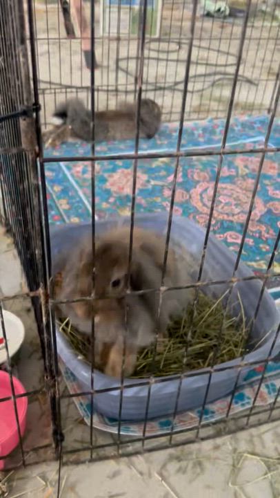 Enlarge Lopsey, a Adoptable mixed breed in Bishopville, SC video 3/3