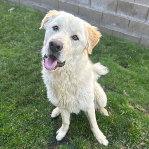 Guy, Adult Male Great Pyrenees