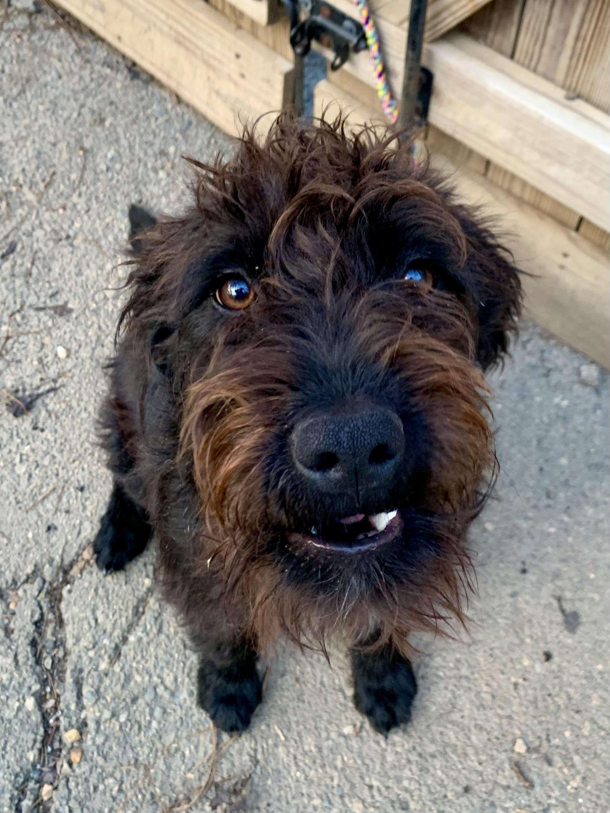 Enlarge Beauty , a ADOPTABLE Labradoodle in Richmond, VA image 2/4