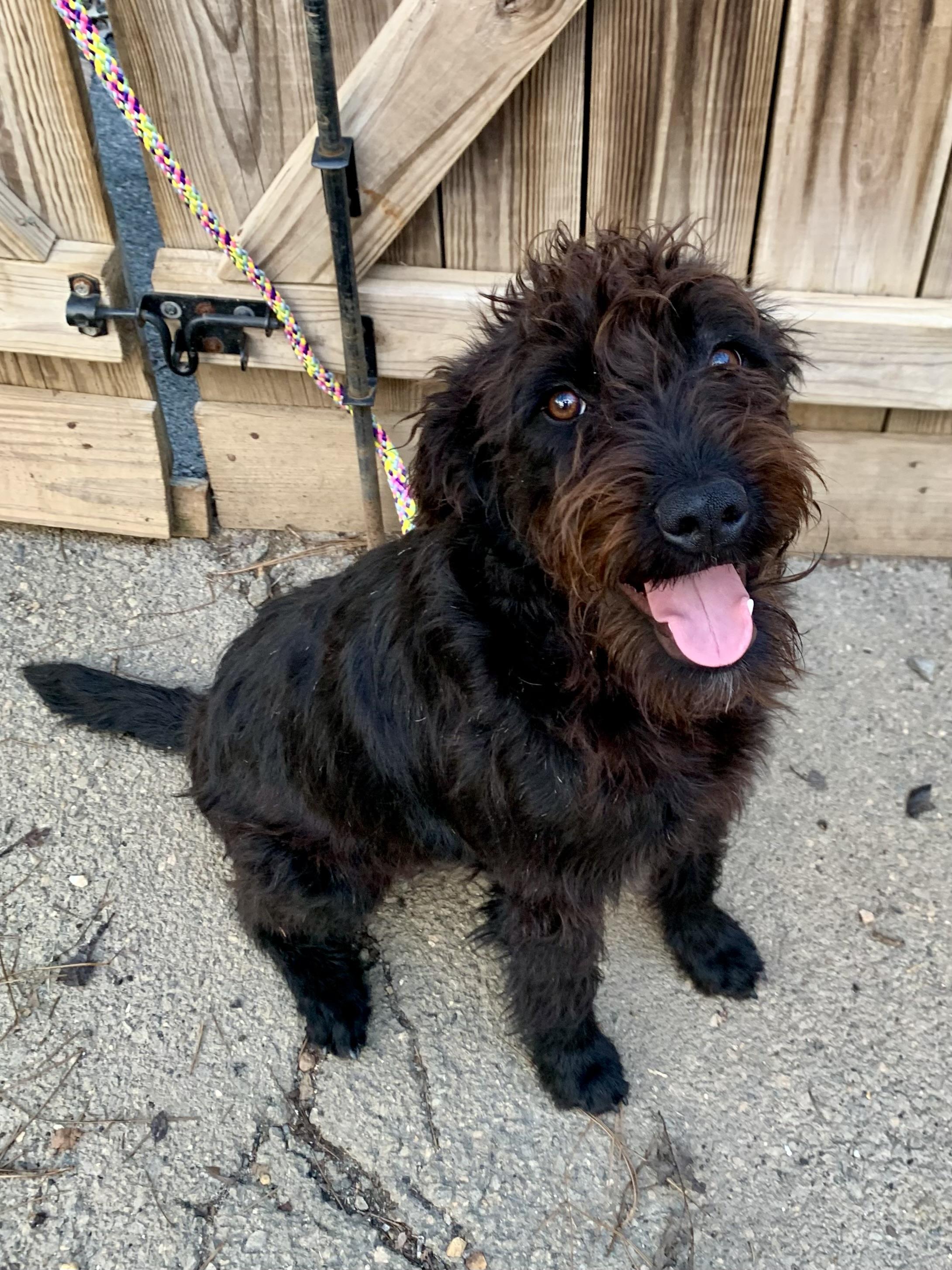 Enlarge Beauty , a ADOPTABLE Labradoodle in Richmond, VA image 3/4