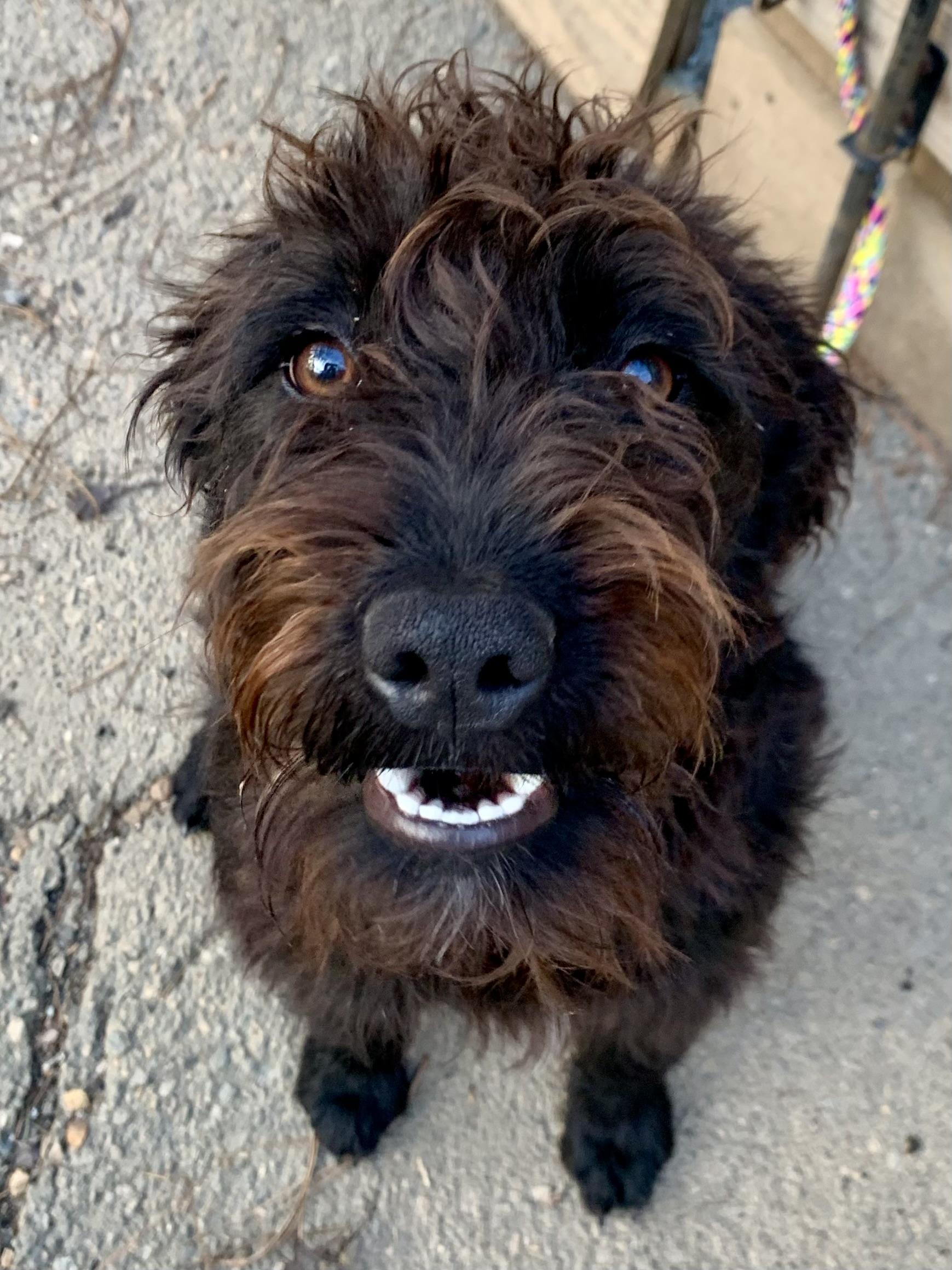 Enlarge Beauty , a ADOPTABLE Labradoodle in Richmond, VA image 1/4