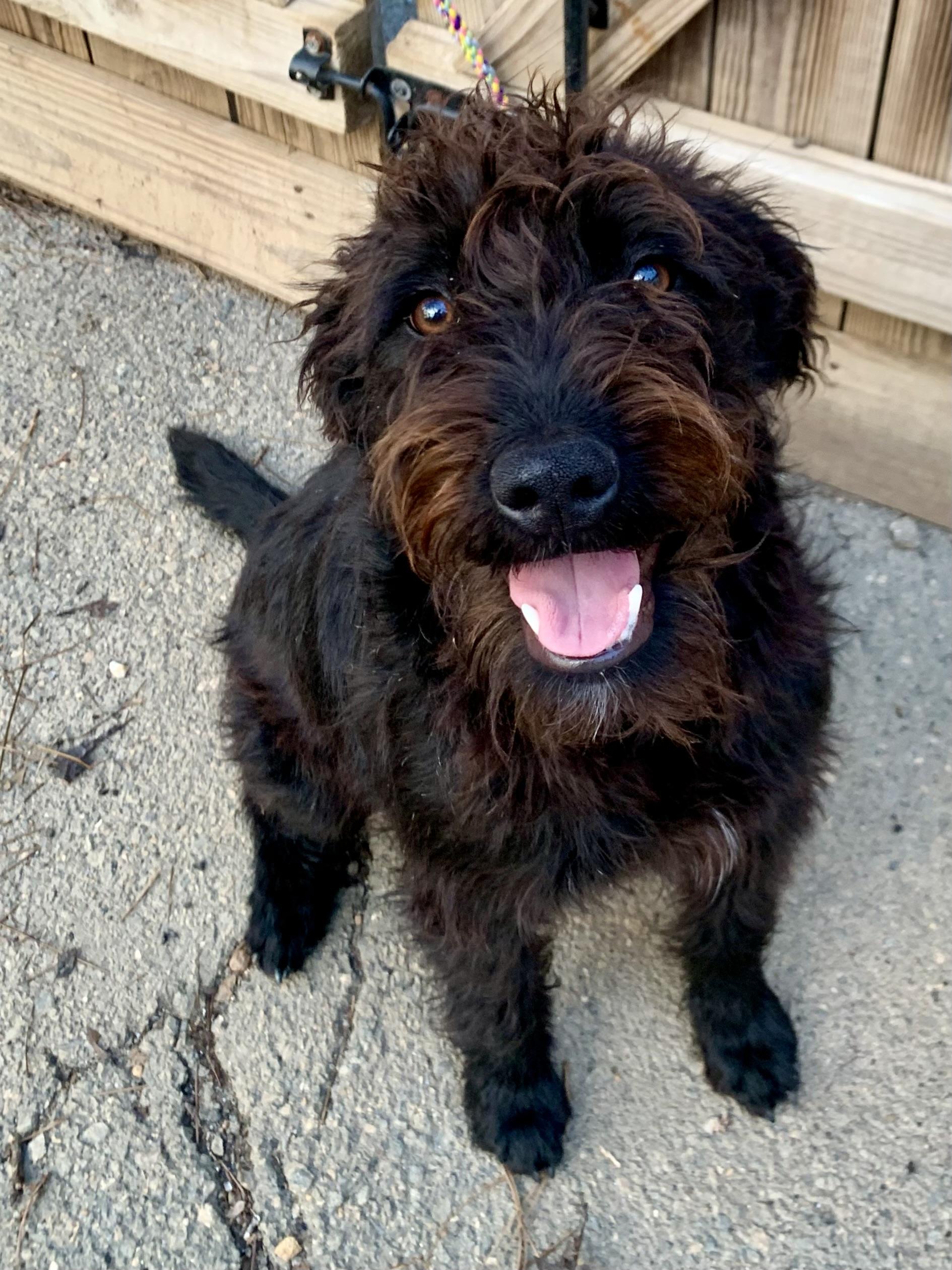 Enlarge Beauty , a ADOPTABLE Labradoodle in Richmond, VA image 4/4