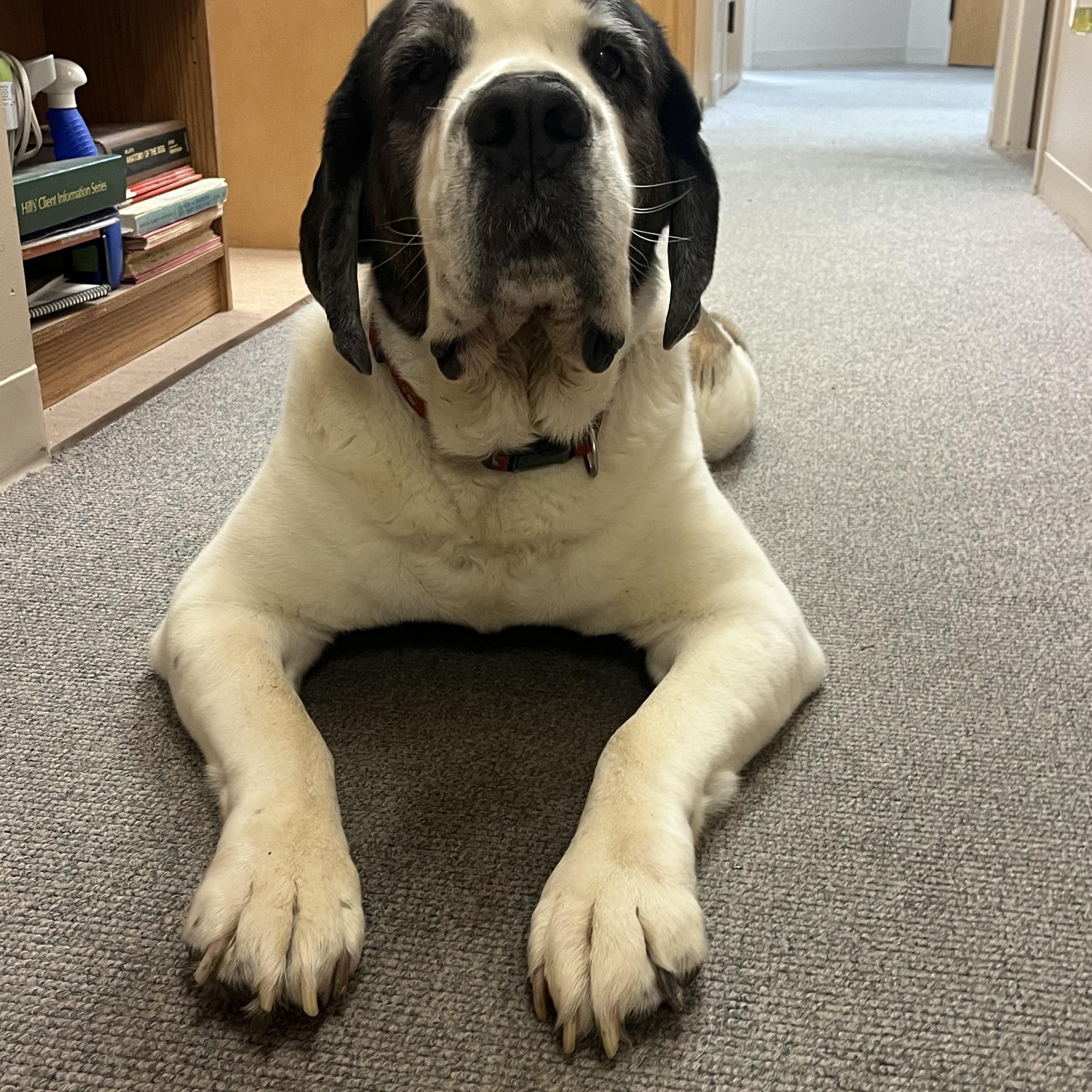 Enlarge Maisie, a Adoptable mixed breed in Omaha, NE image 5/6