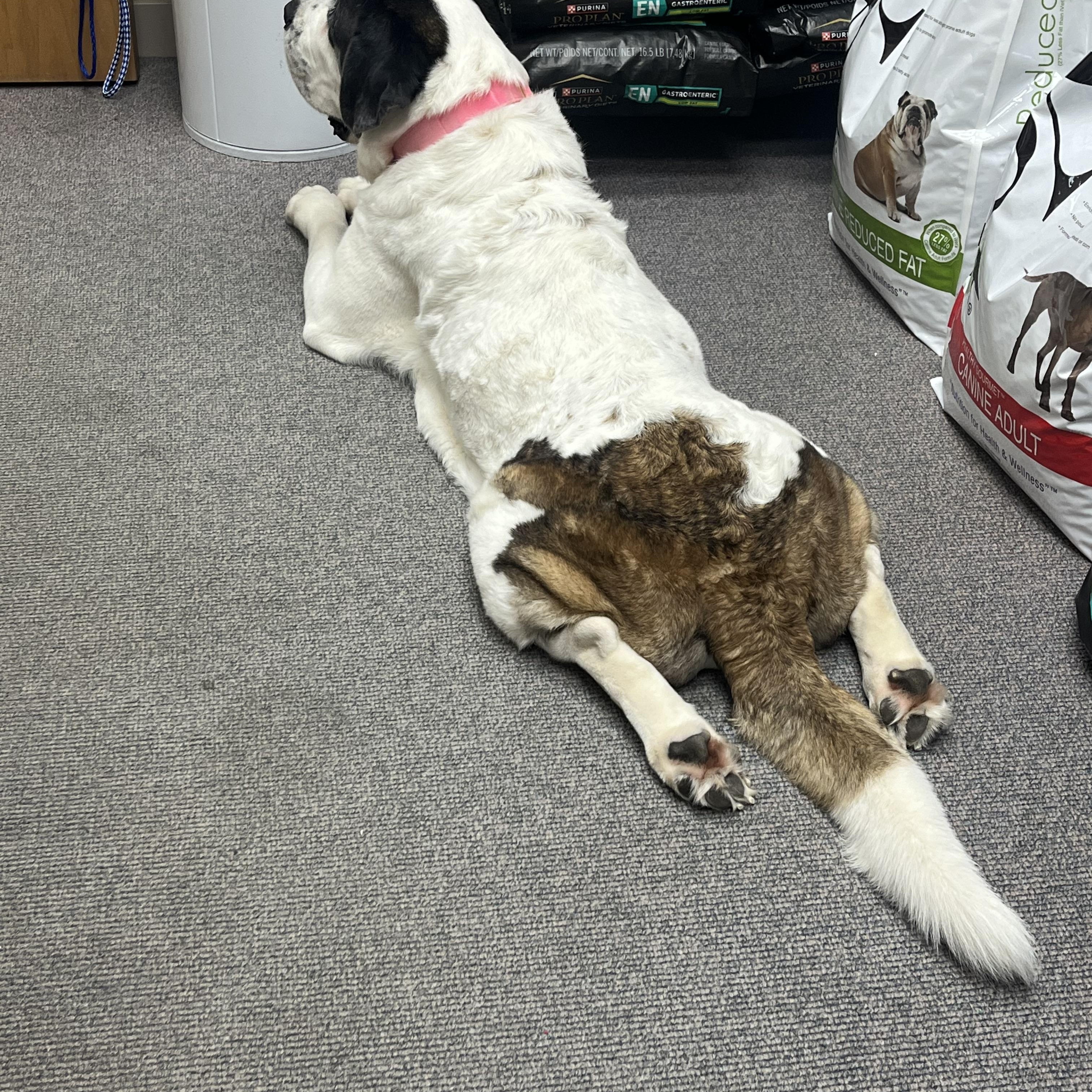 Enlarge Maisie, a Adoptable mixed breed in Omaha, NE image 6/6