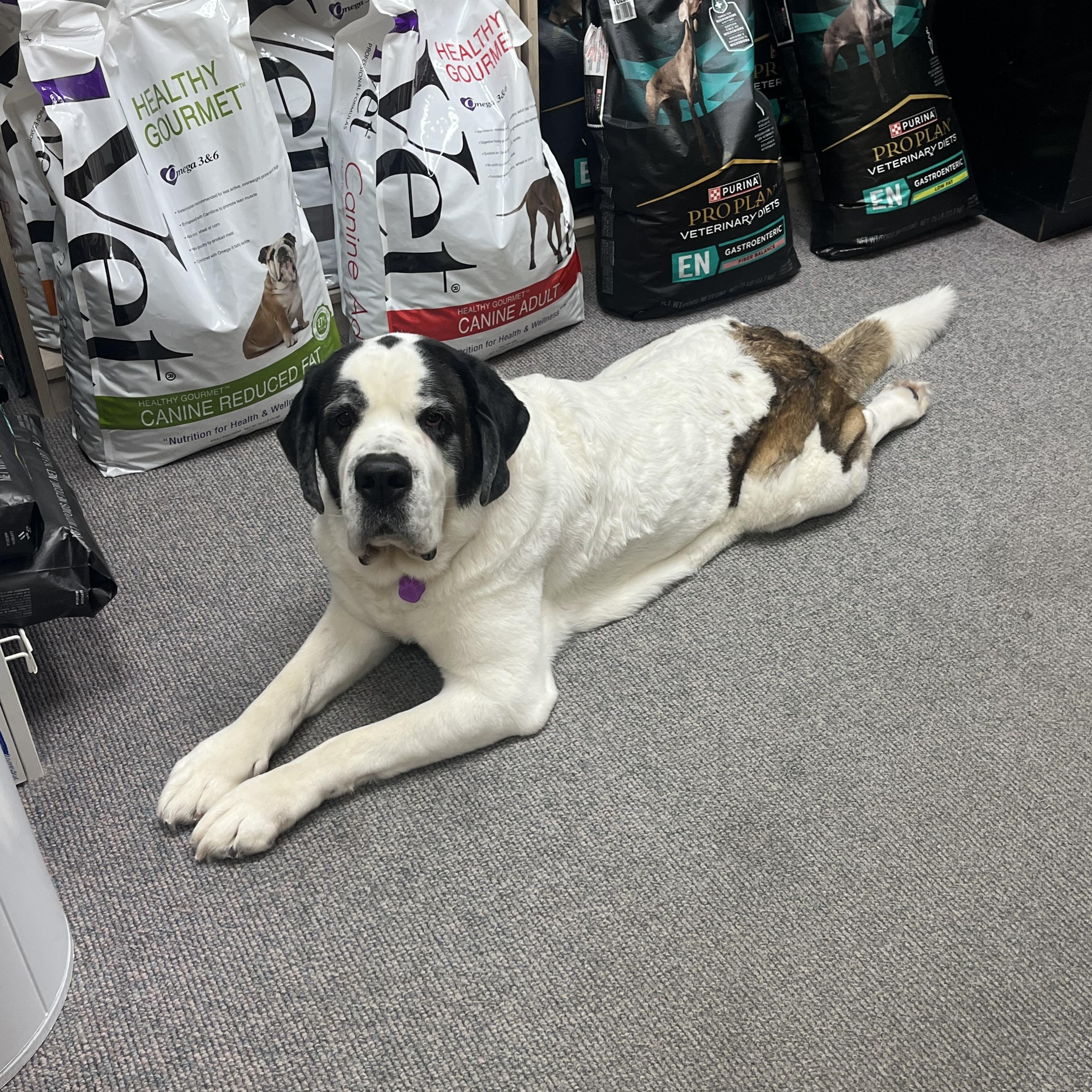 Enlarge Maisie, a Adoptable mixed breed in Omaha, NE image 4/6