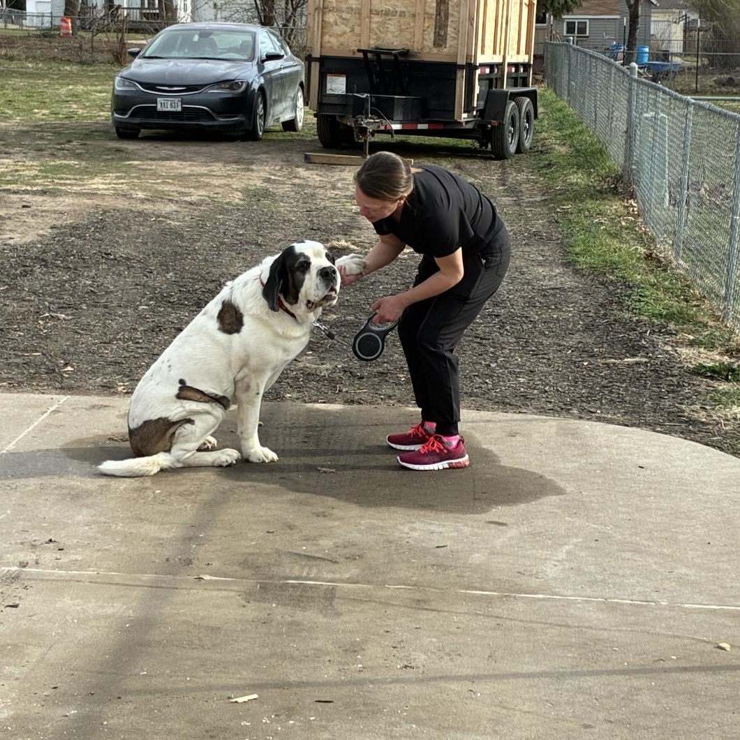 Enlarge Maisie, a Adoptable mixed breed in Omaha, NE image 2/6