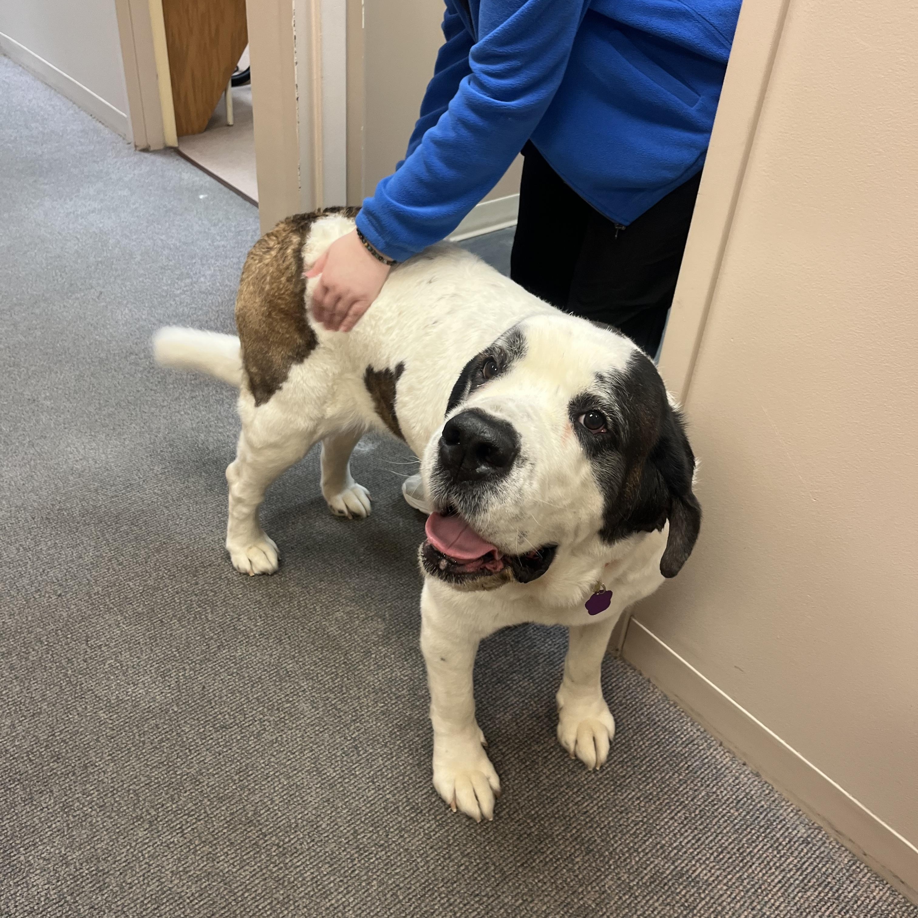 Enlarge Maisie, a Adoptable mixed breed in Omaha, NE image 3/6