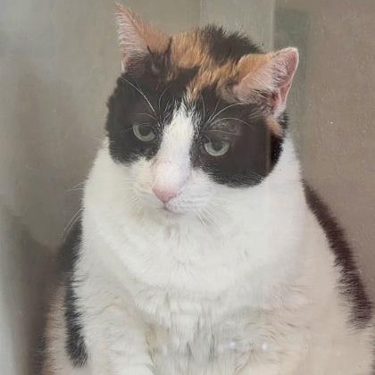 Enlarge JOSEPHINE, an adopted mixed breed in Fernandina Beach, FL image 1/1