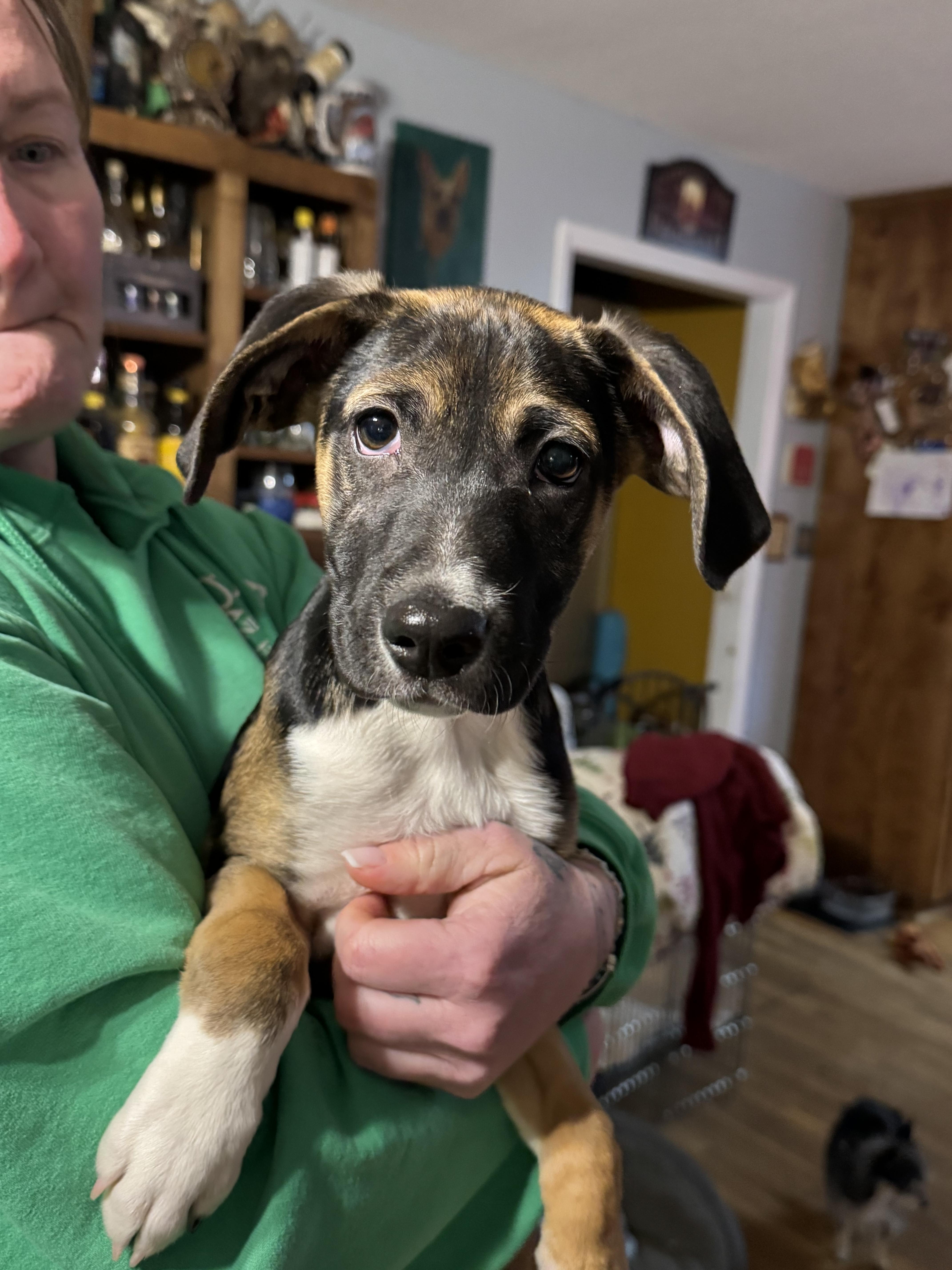 Enlarge Crosby, a ADOPTABLE mixed breed in Maiden, NC image 2/4