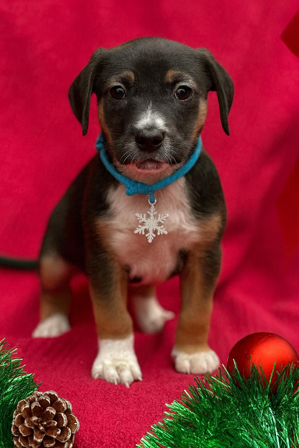 Crosby, ADOPTABLE, Puppy Male Dachshund & Tibetan Terrier.