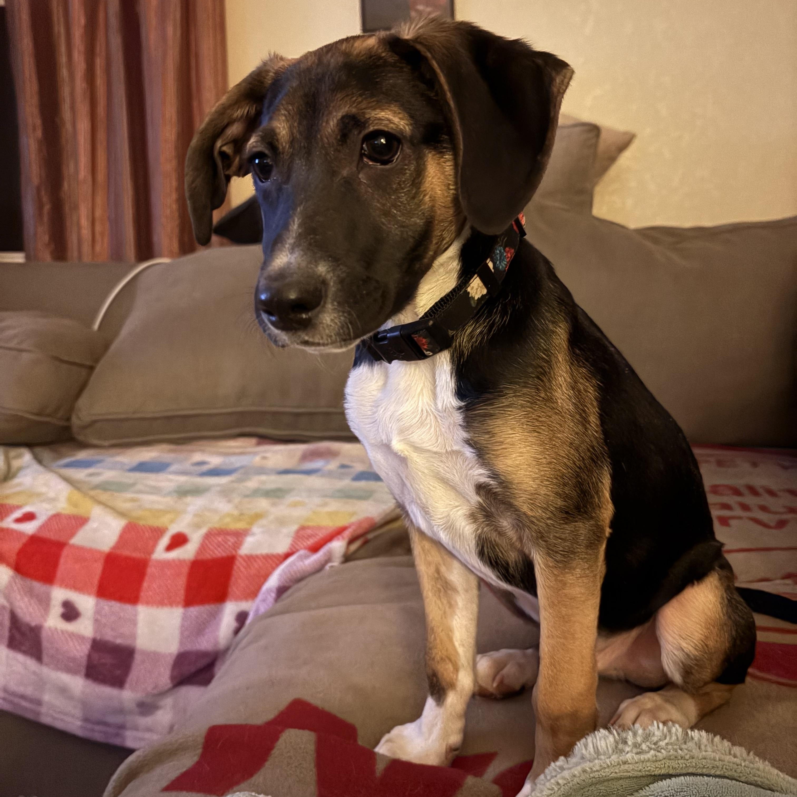 Crosby, ADOPTABLE, Puppy Male Dachshund & Tibetan Terrier.