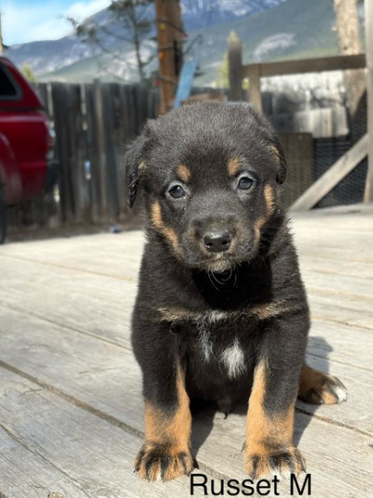 Russet, Adoptable, Adult Male Mixed Breed.