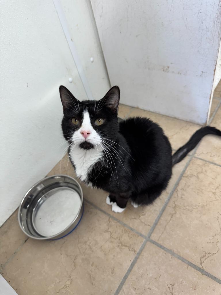 Harlan, Adoptable, Adult Male Domestic Short Hair.