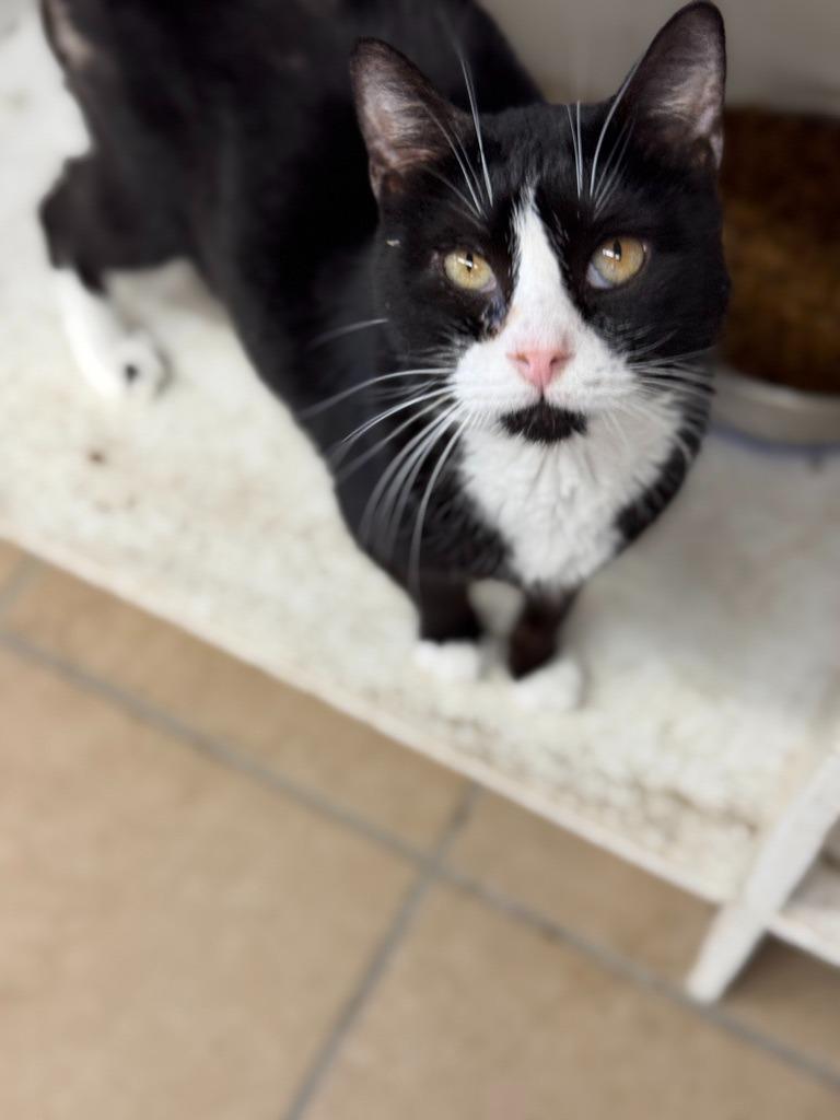 Harlan, a Adoptable mixed breed in Hastings, NE image 3/3