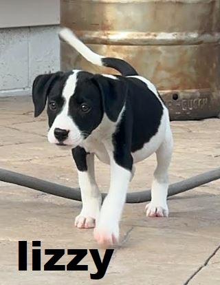 Enlarge Lizzie, a Adopted mixed breed in Owatonna, MN image 1/1