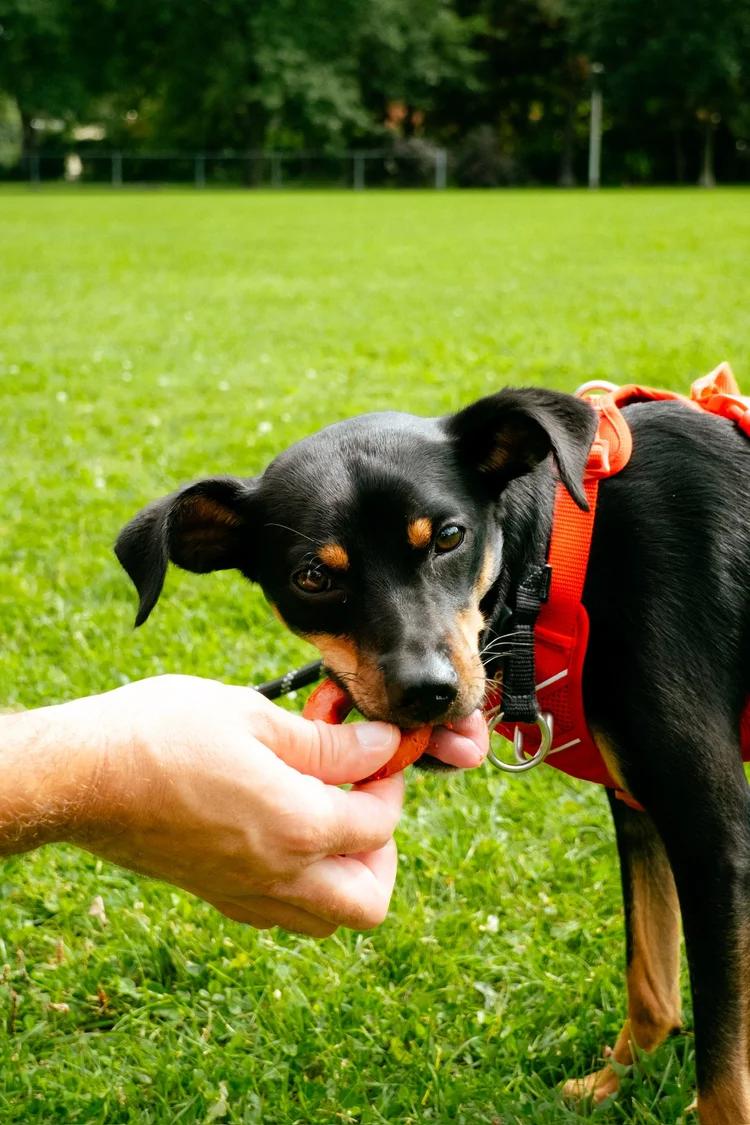Enlarge Rocco, a Adoptable mixed breed in laval, QC image 3/5