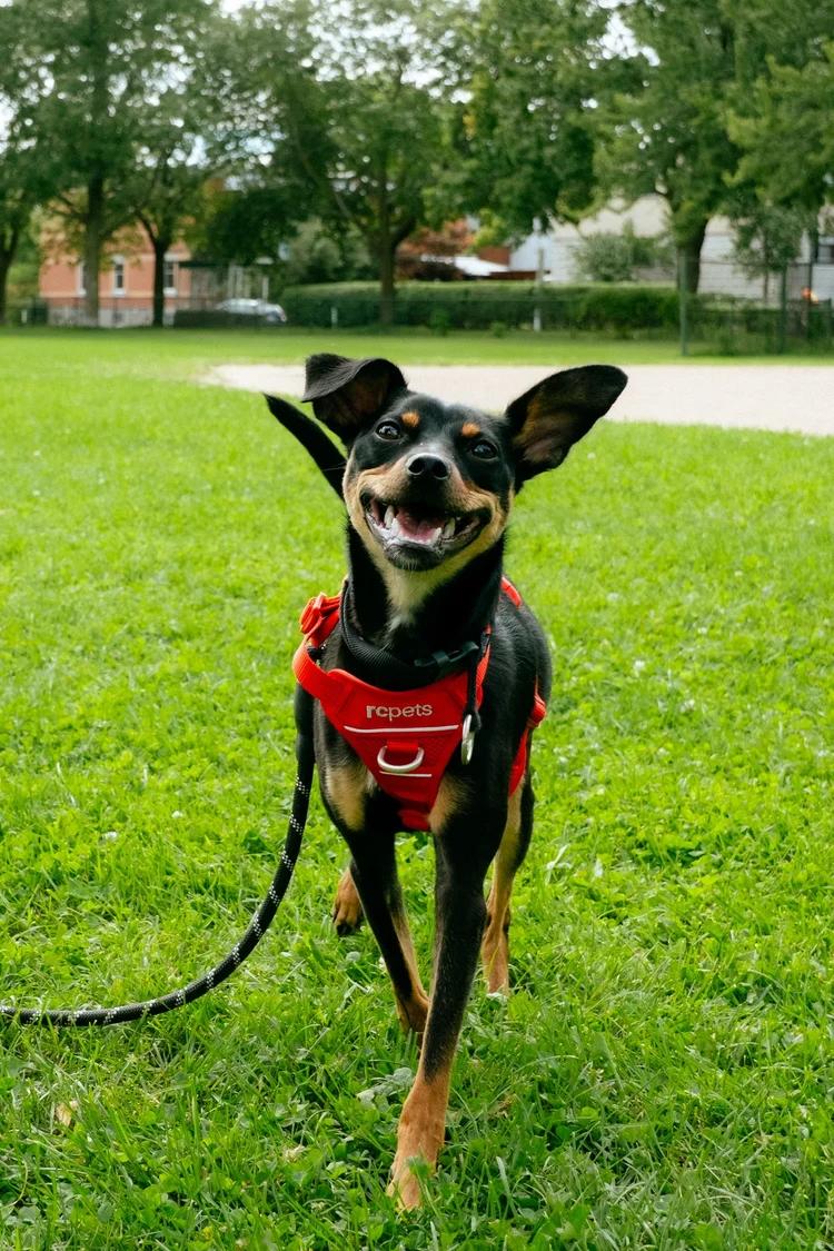Enlarge Rocco, a Adoptable mixed breed in laval, QC image 5/5