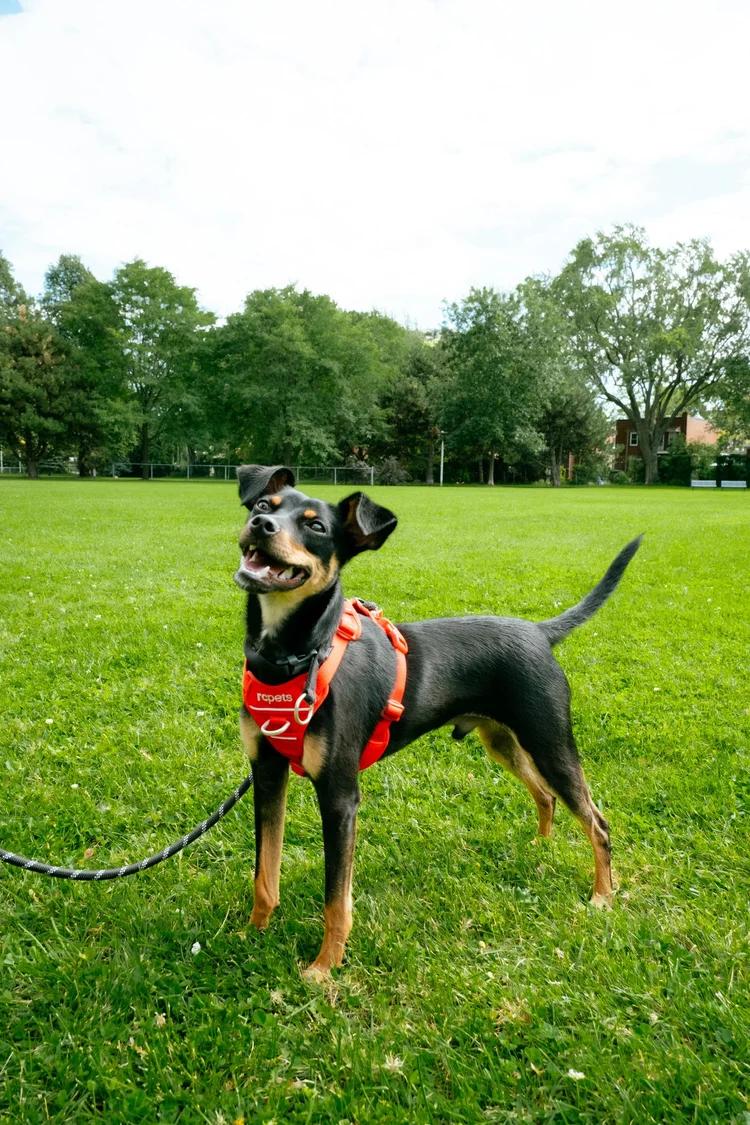 Rocco, Adoptable, Puppy Male Miniature Pinscher.