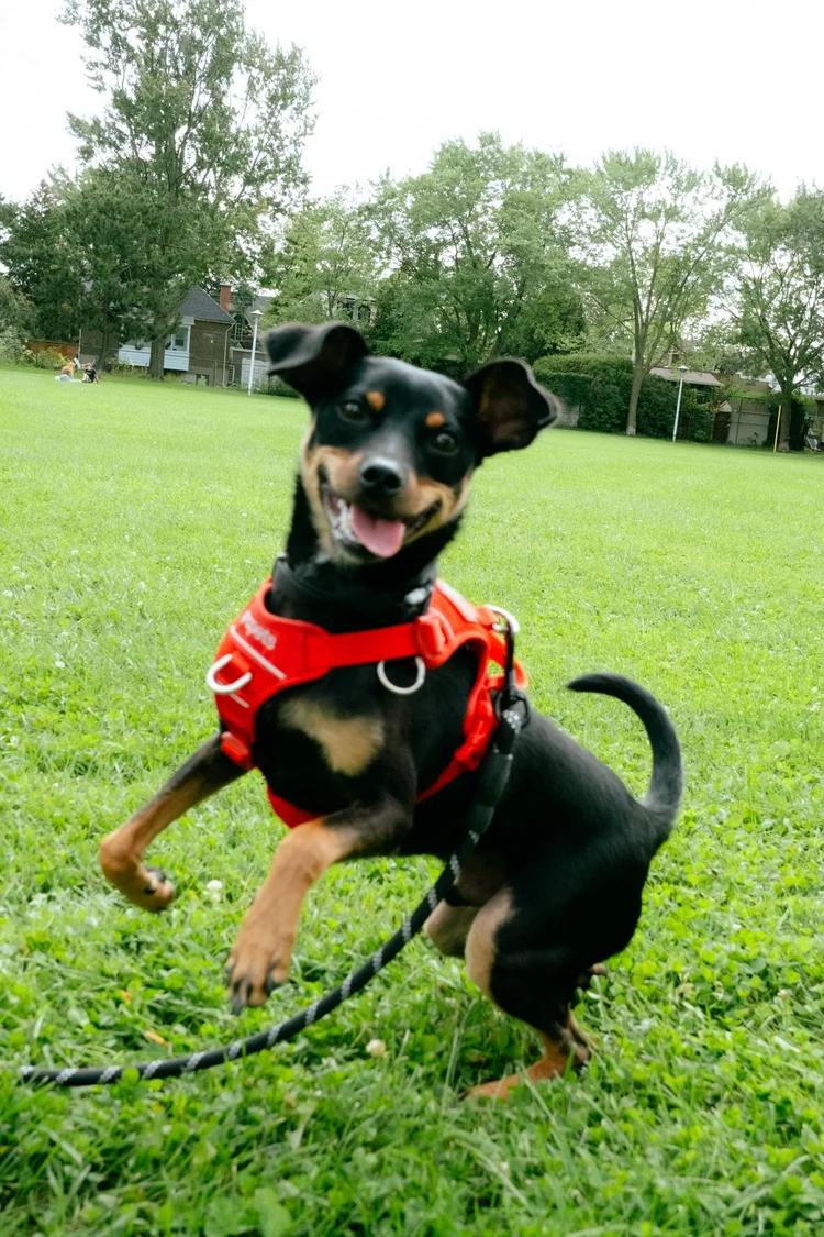 Enlarge Rocco, a Adoptable mixed breed in laval, QC image 2/5