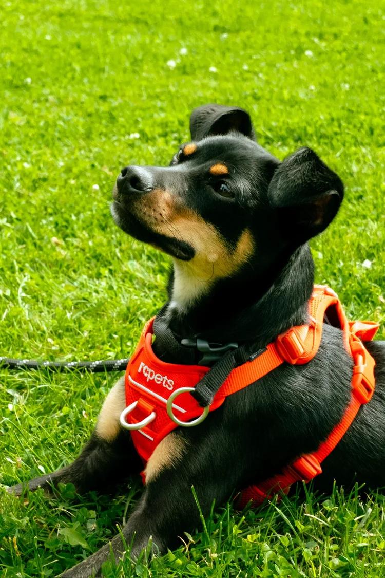 Enlarge Rocco, a Adoptable mixed breed in laval, QC image 4/5