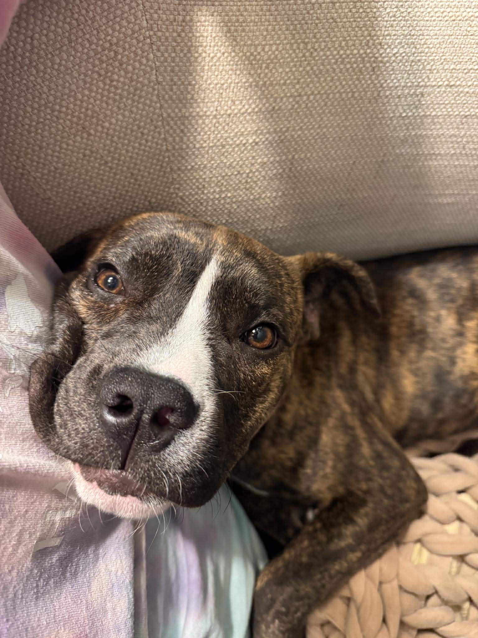 Enlarge Celia, a Adopted Mixed Breed in Mount Pleasant, SC image 1/3