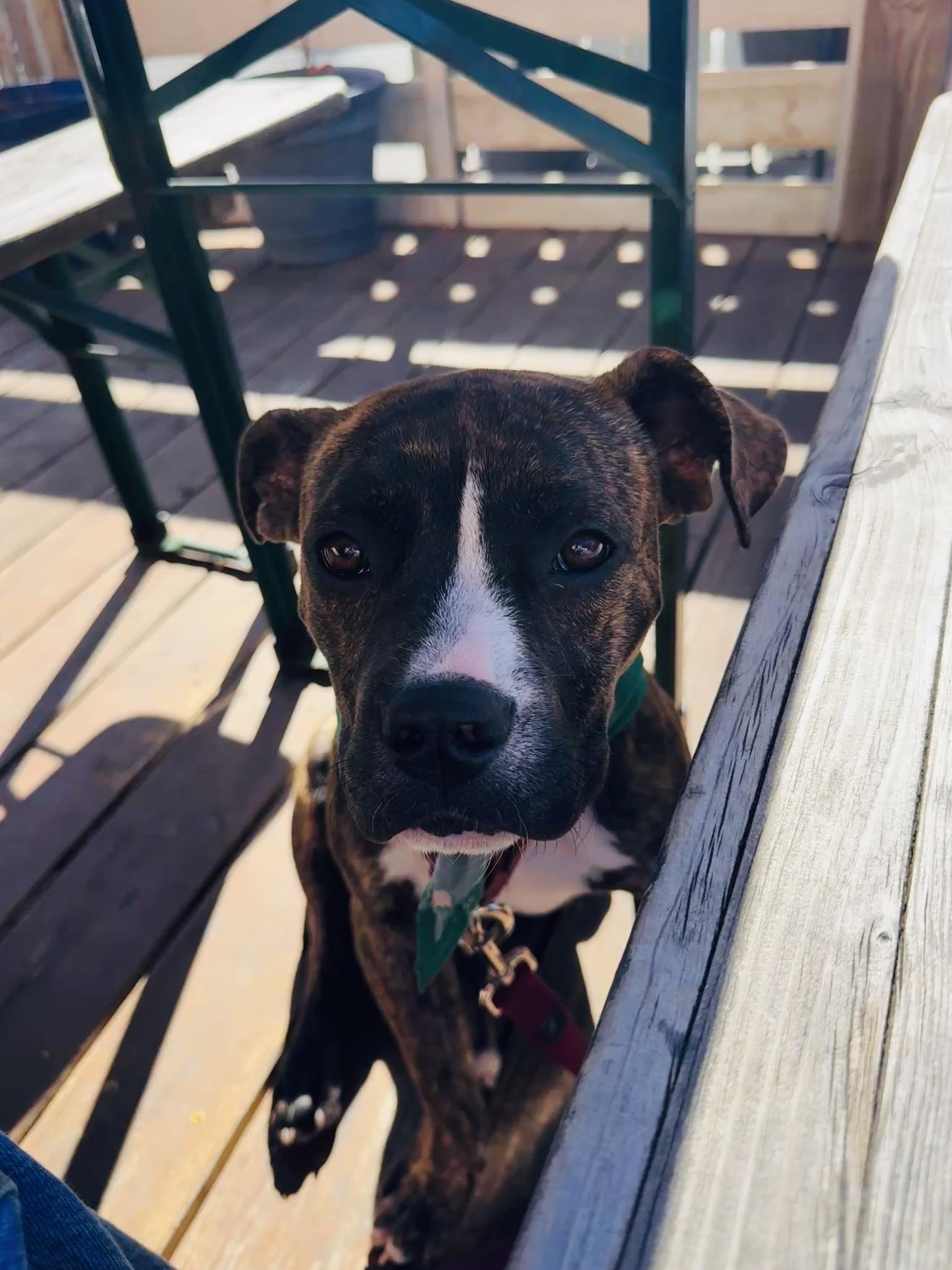 Enlarge Celia, a Adopted Mixed Breed in Mount Pleasant, SC image 3/3